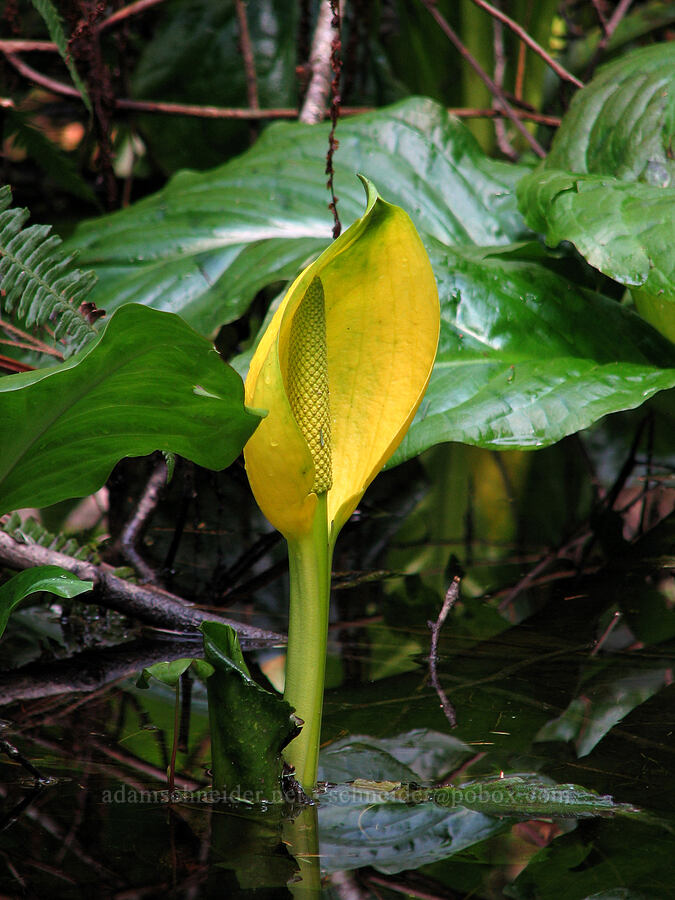 skunk cabbage (Lysichiton americanus) [Inn at Otter Crest, Otter Rock, Lincoln County, Oregon]