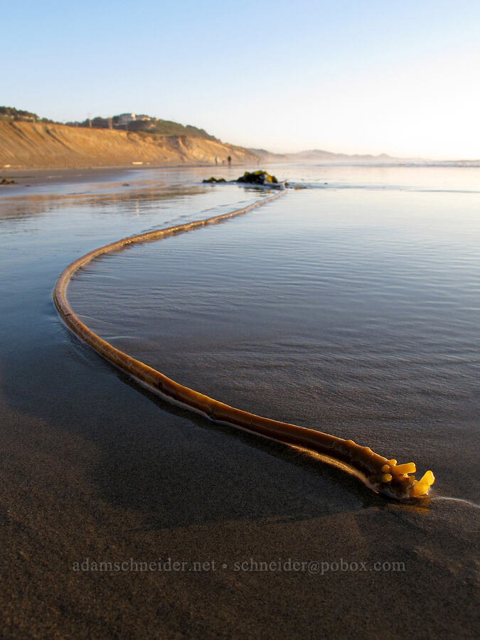 bull kelp (Nereocystis luetkeana) [Beverly Beach State Park, Lincoln County, Oregon]