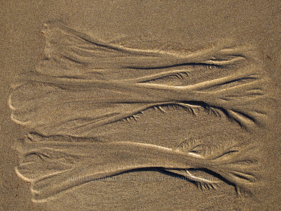 water flowing out of the sand [Indian Beach, Ecola State Park, Clatsop County, Oregon]