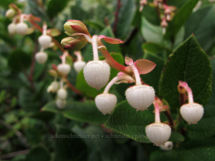 salal flowers (Gaultheria shallon) [Oregon Coast Trail, Oswald West State Park, Tillamook County, Oregon]