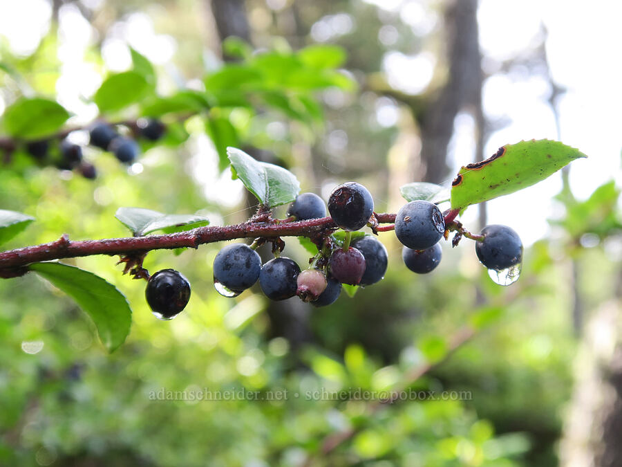 evergreen huckleberries (Vaccinium ovatum) [South Beach State Park, Newport, Lincoln County, Oregon]