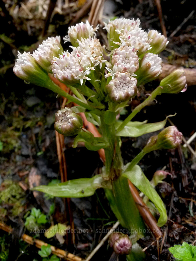 sweet coltsfoot (Petasites frigidus var. palmatus) [Short Sand Beach Trail, Oswald West State Park, Tillamook County, Oregon]