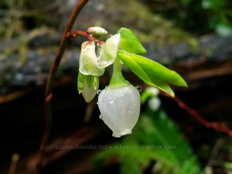 oval-leaf blueberry flower (Vaccinium ovalifolium) [Short Sand Beach Trail, Oswald West State Park, Tillamook County, Oregon]