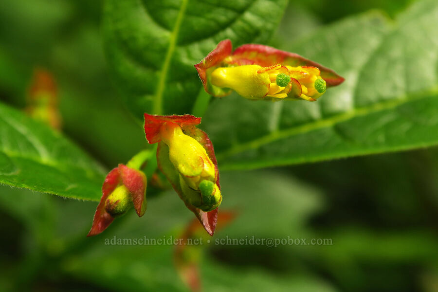 black twinberry flowers (Lonicera involucrata) [Cape Trail, Cape Lookout State Park, Tillamook County, Oregon]