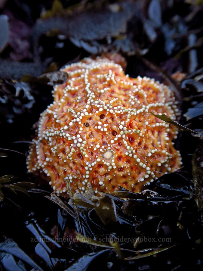 ochre sea star in feather boa kelp (Pisaster ochraceus, Egregia menziesii) [Boiler Bay Marine Research Area, Lincoln County, Oregon]
