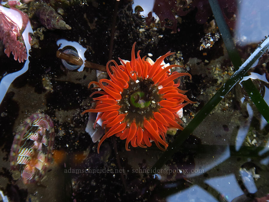 moonglow anemone & lined chiton (Anthopleura artemisia, Tonicella lineata) [Boiler Bay Marine Research Area, Lincoln County, Oregon]
