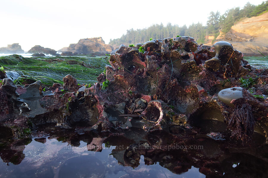 urchin holes [Boiler Bay Marine Research Area, Lincoln County, Oregon]