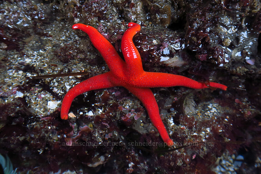 Pacific blood star (Henricia leviuscula) [Boiler Bay Marine Research Area, Lincoln County, Oregon]