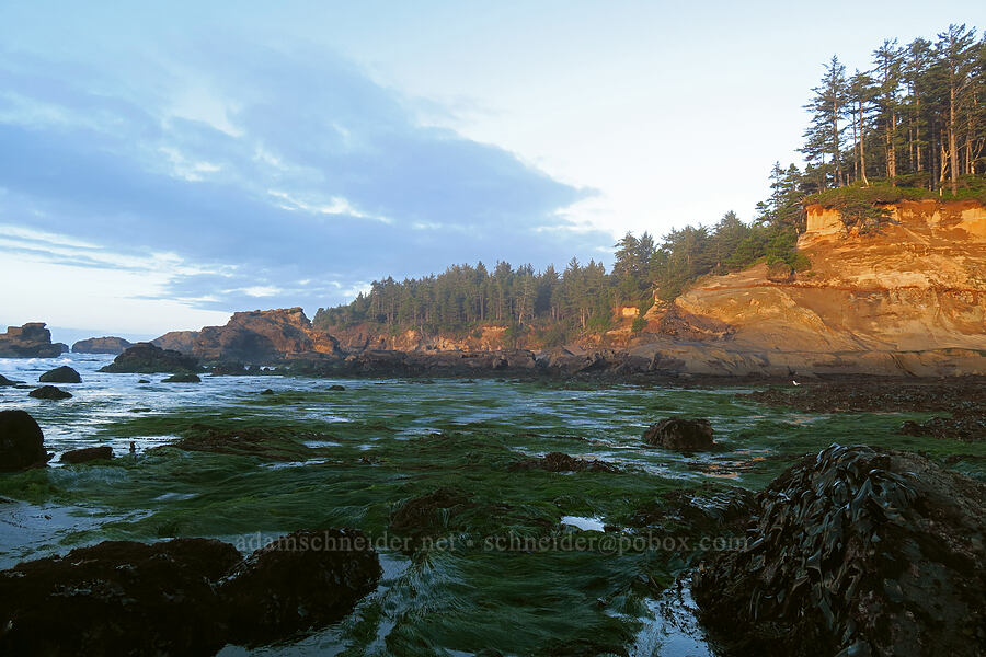 surfgrass beds (Phyllospadix sp.) [Boiler Bay Marine Research Area, Lincoln County, Oregon]