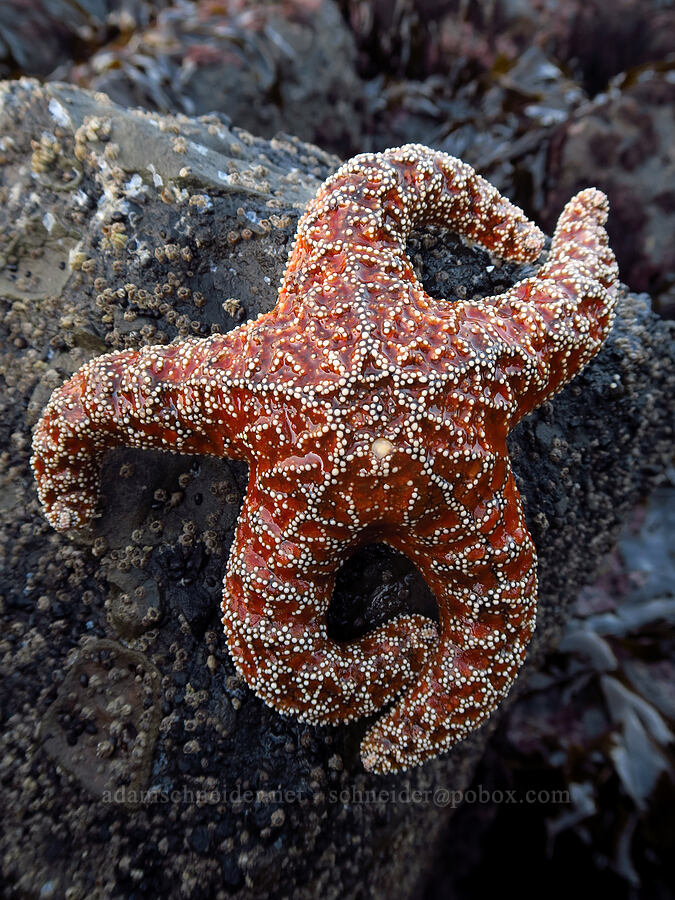 ochre sea star (Pisaster ochraceus) [Boiler Bay Marine Research Area, Lincoln County, Oregon]