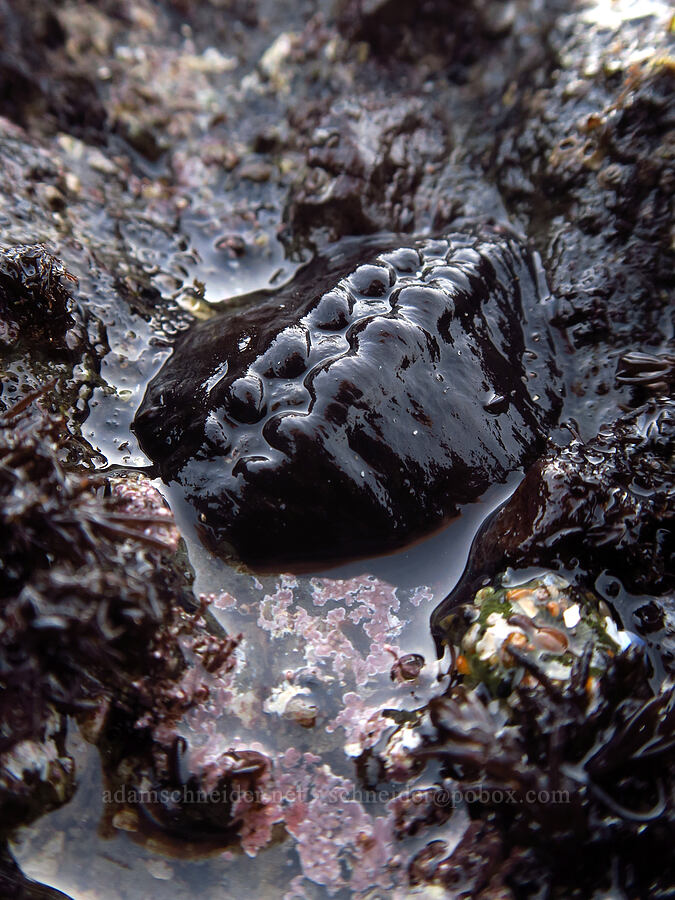 black Katy chiton (Katharina tunicata) [Boiler Bay Marine Research Area, Lincoln County, Oregon]