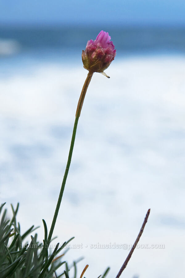 sea thrift (Armeria maritima) [North Point, Depoe Bay, Lincoln County, Oregon]