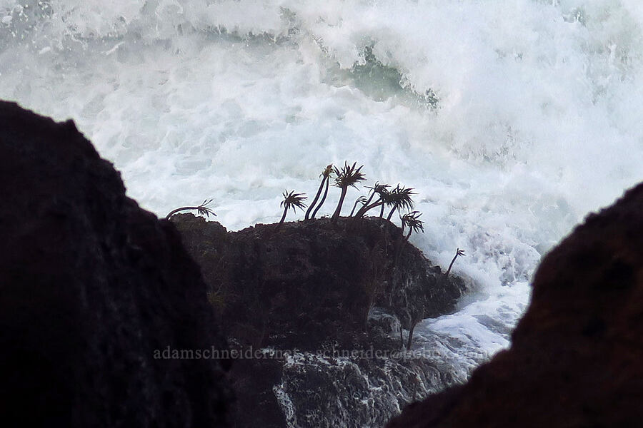 sea-palms (Postelsia palmaeformis) [North Point, Depoe Bay, Lincoln County, Oregon]