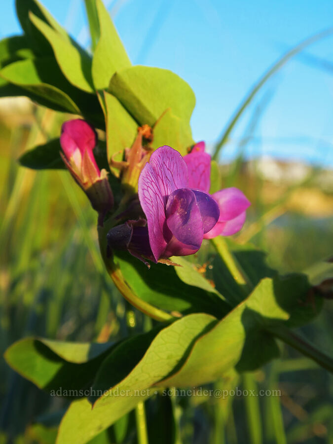 beach pea (Lathyrus japonicus) [Taft Beach, Lincoln City, Lincoln County, Oregon]