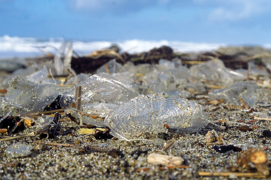 washed-up velella skeletons (Velella velella) [Spanish Head, Lincoln City, Lincoln County, Oregon]