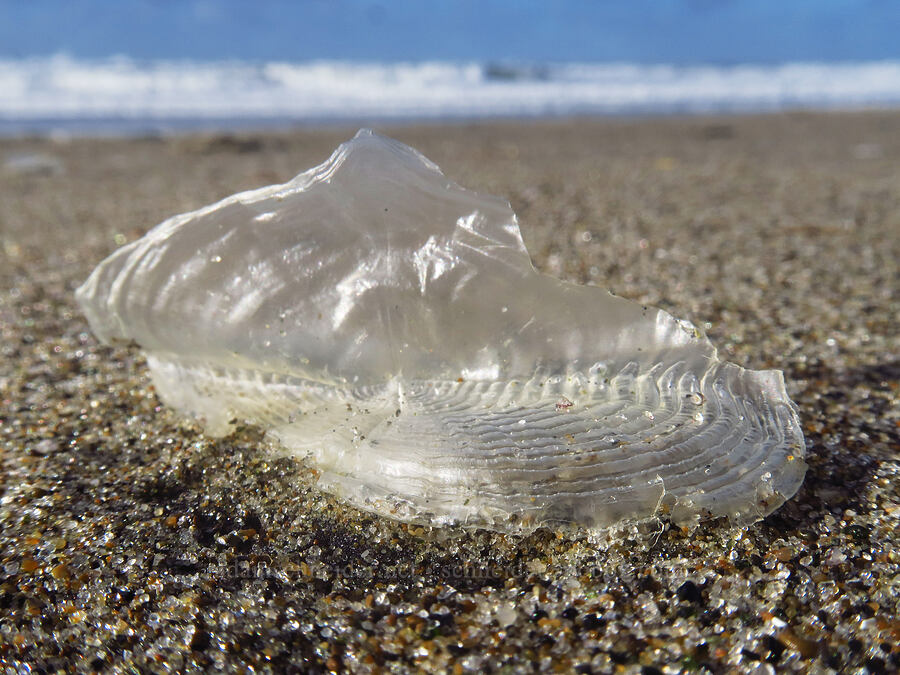 velella skeleton (Velella velella) [Spanish Head, Lincoln City, Lincoln County, Oregon]