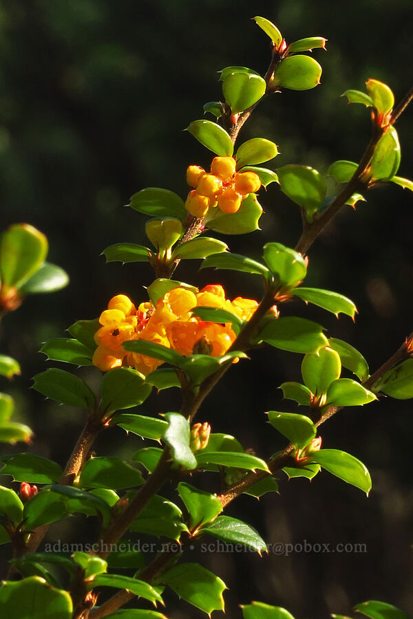 Darwin's barberry (Berberis darwinii) [Ocean Terrace Condominiums, Lincoln City, Lincoln County, Oregon]