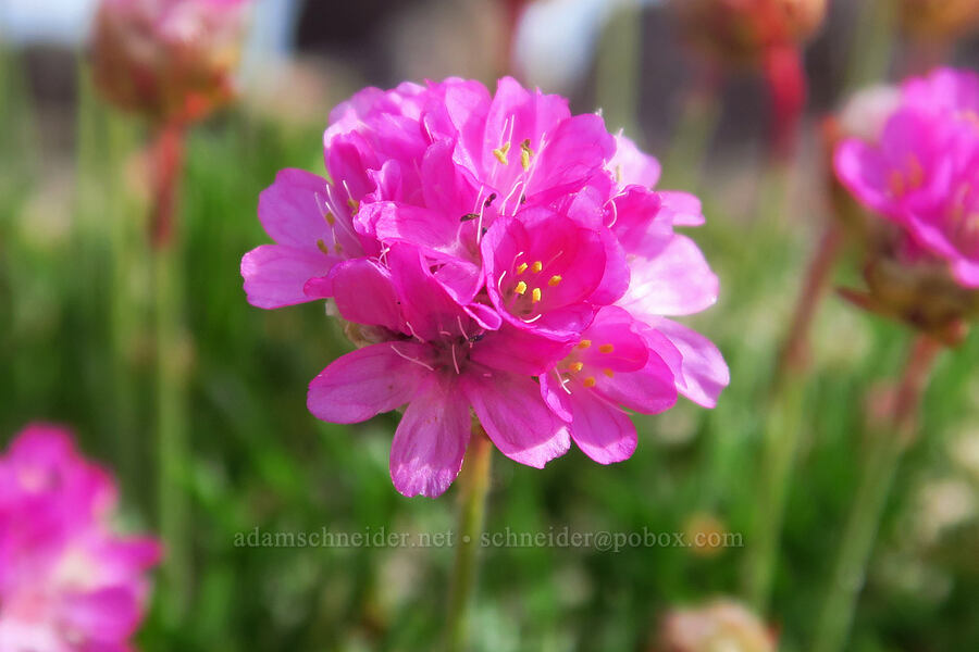 sea thrift (Armeria maritima) [Spanish Head, Lincoln City, Lincoln County, Oregon]