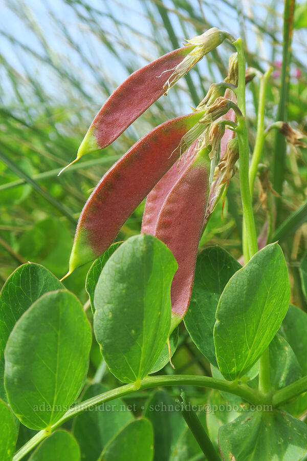 beach pea seed pods (Lathyrus japonicus) [Taft Beach, Lincoln City, Lincoln County, Oregon]