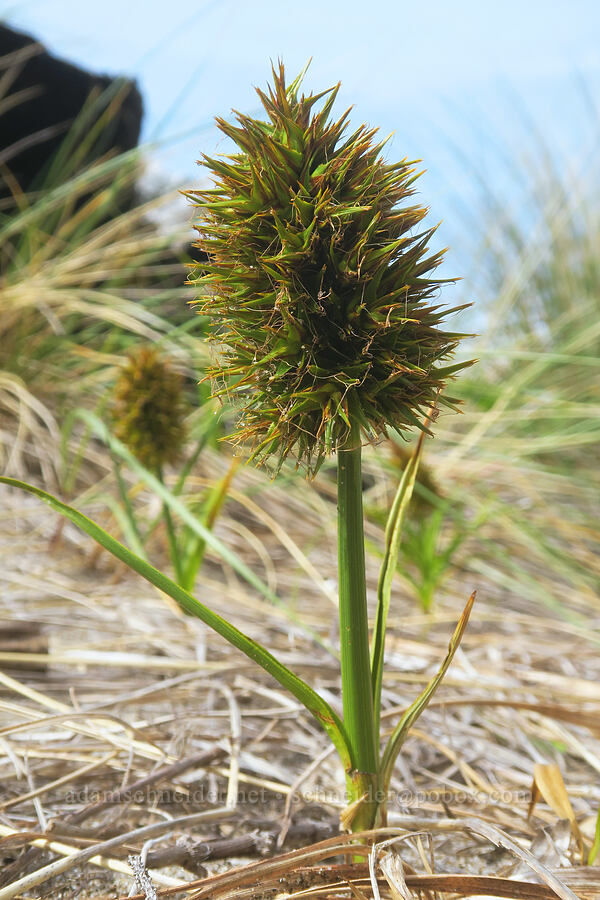 big-head sedge (Carex macrocephala) [Taft Beach, Lincoln City, Lincoln County, Oregon]