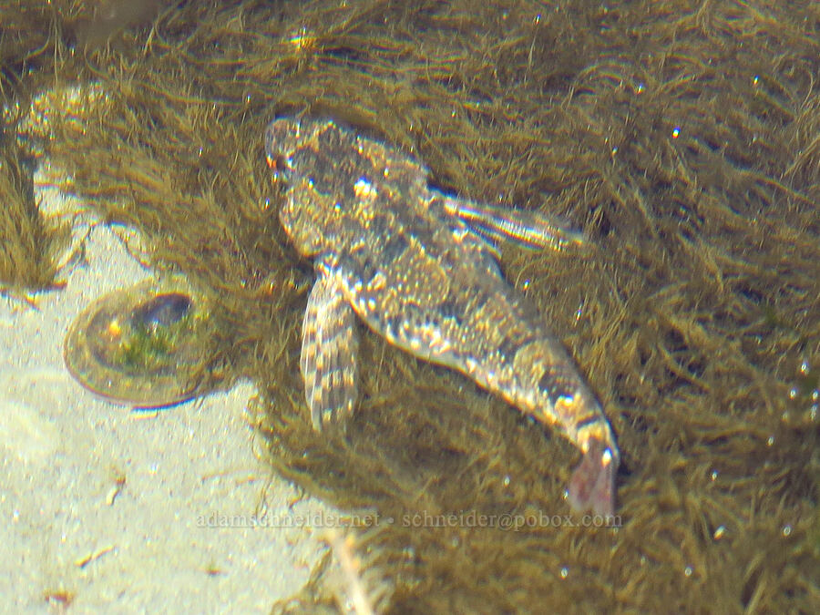 tidepool sculpin (Oligocottus maculosus) [Fogarty Creek Beach, Lincoln County, Oregon]