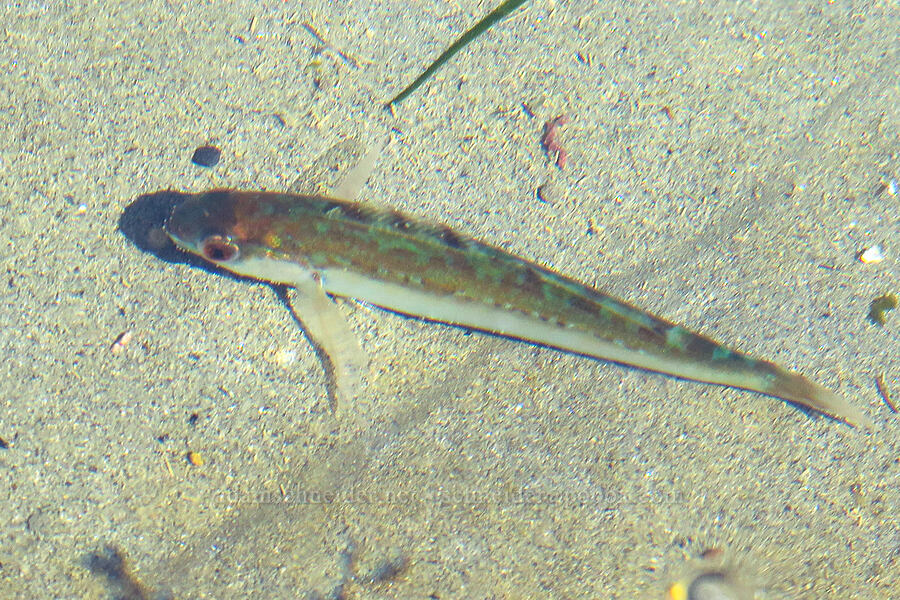 young kelp greenling in a tidepool (Hexagrammos decagrammus) [Fogarty Creek Beach, Lincoln County, Oregon]