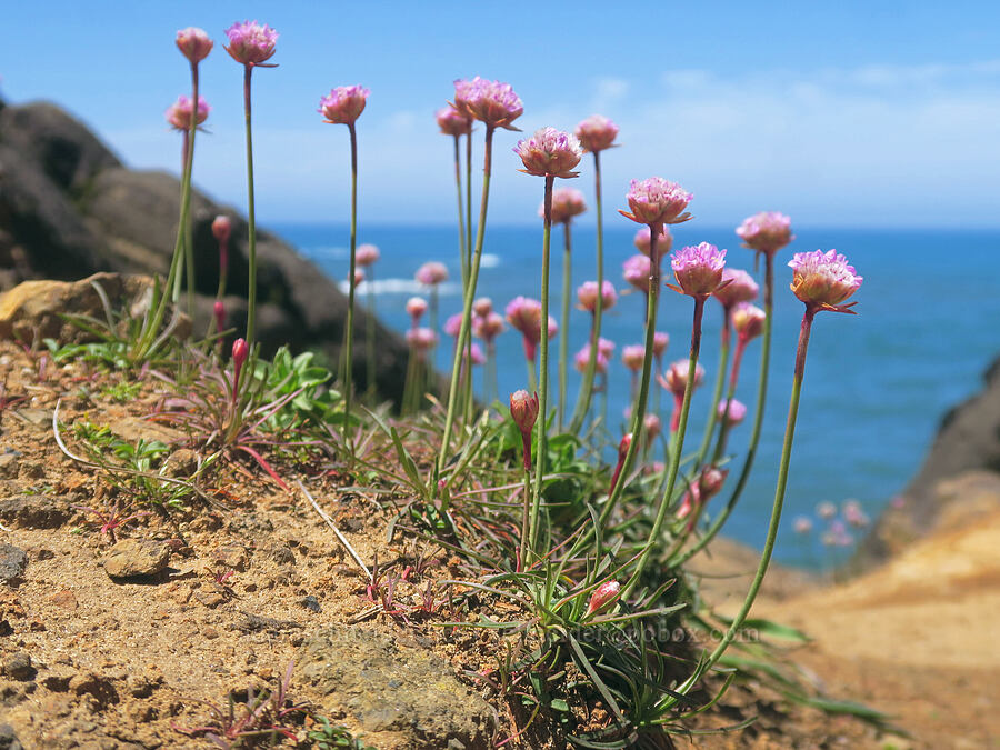 sea thrift (Armeria maritima) [Fishing Rock, Lincoln County, Oregon]