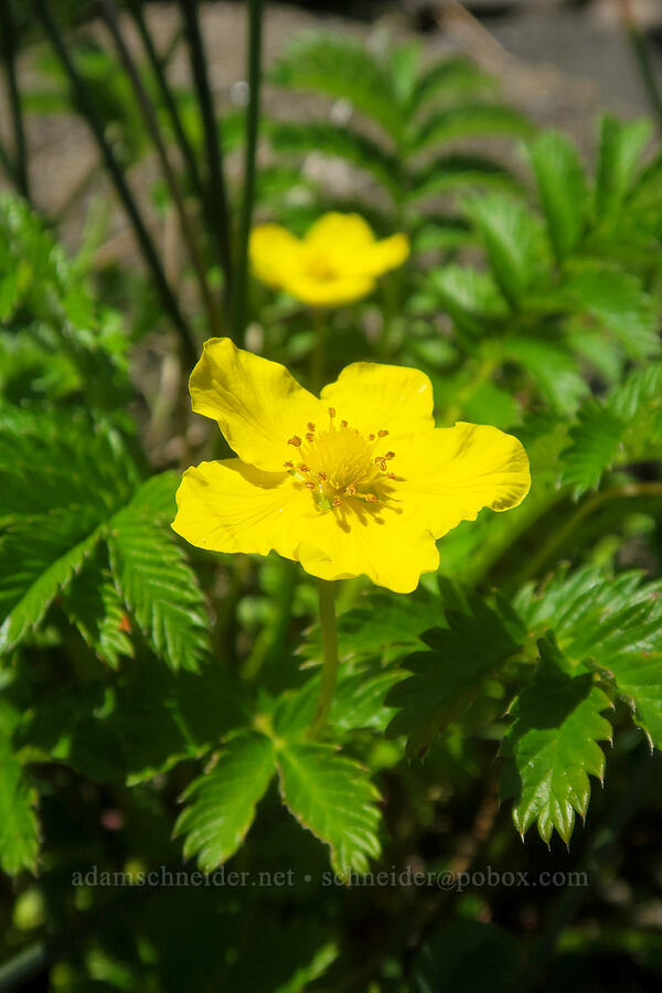 silverweed (Potentilla anserina (Argentina anserina)) [Fishing Rock, Lincoln County, Oregon]