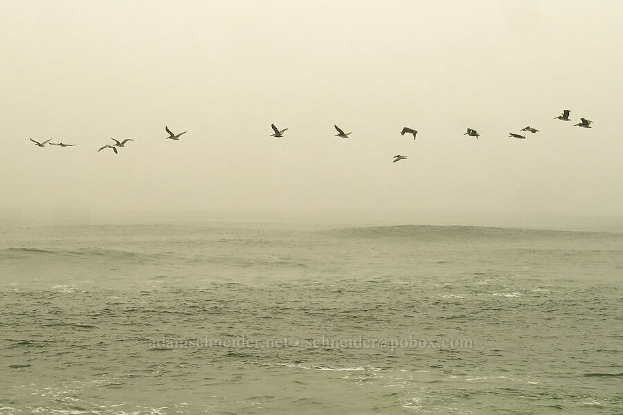 brown pelicans in wildfire smog (Pelecanus occidentalis) [Ocean Terrace Condominiums, Lincoln City, Lincoln County, Oregon]