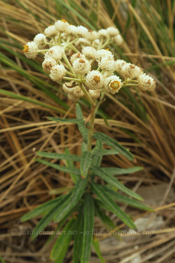 pearly everlasting (Anaphalis margaritacea) [Taft Beach Access, Lincoln City, Lincoln County, Oregon]