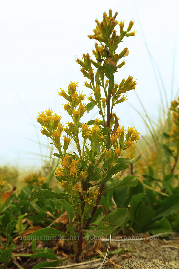coast goldenrod (Solidago spathulata) [Taft Beach Access, Lincoln City, Lincoln County, Oregon]