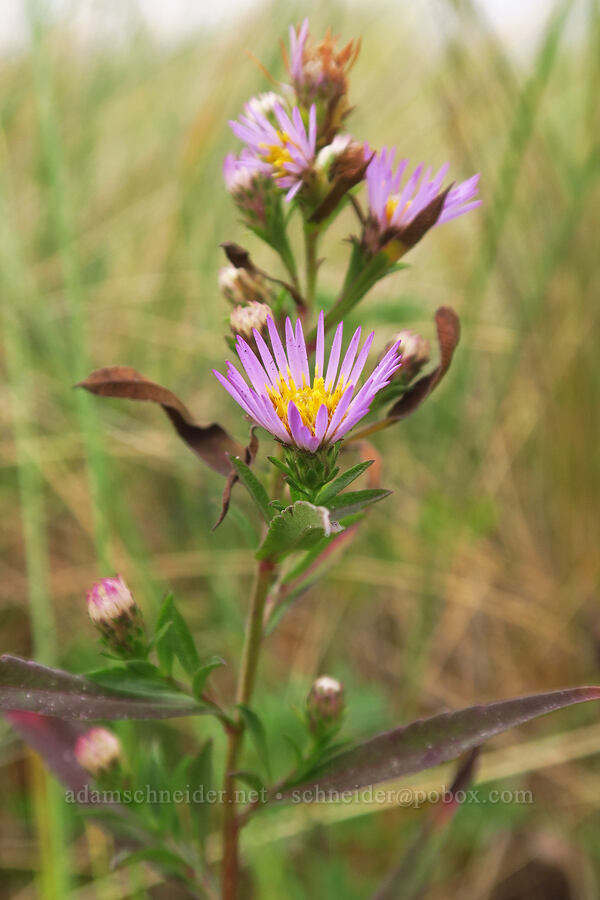 Pacific aster (Symphyotrichum chilense (Aster chilensis)) [Taft Beach Access, Lincoln City, Lincoln County, Oregon]