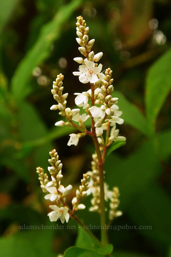 Himalayan knotweed (Persicaria wallichii (Koenigia polystachya)) [Taft Beach Access, Lincoln City, Lincoln County, Oregon]