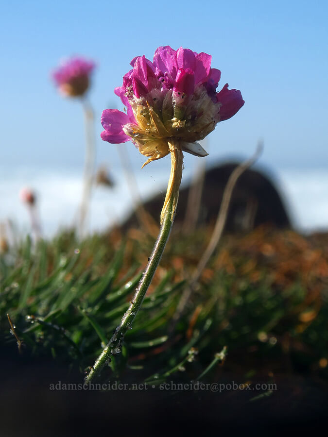 sea thrift (Armeria maritima) [Spanish Head, Lincoln City, Lincoln County, Oregon]