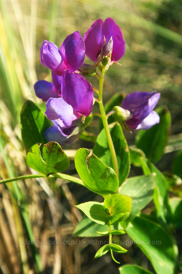 beach pea (Lathyrus japonicus) [Spanish Head, Lincoln City, Lincoln County, Oregon]