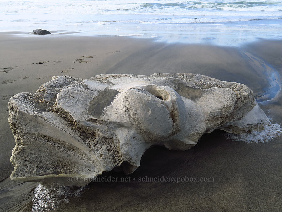 whale's occipital bone [Lincoln City, Lincoln County, Oregon]