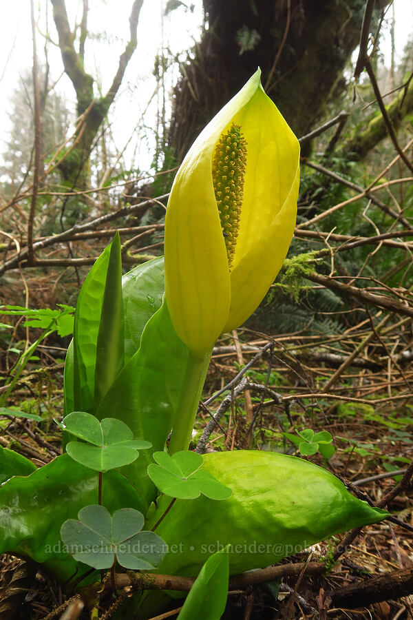 skunk cabbage (Lysichiton americanus) [Saint Perpetua Trail, Siuslaw National Forest, Lincoln County, Oregon]