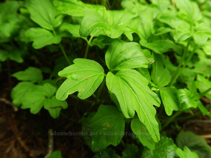 toothwort leaves (Cardamine sp.) [Saint Perpetua Trail, Siuslaw National Forest, Lincoln County, Oregon]