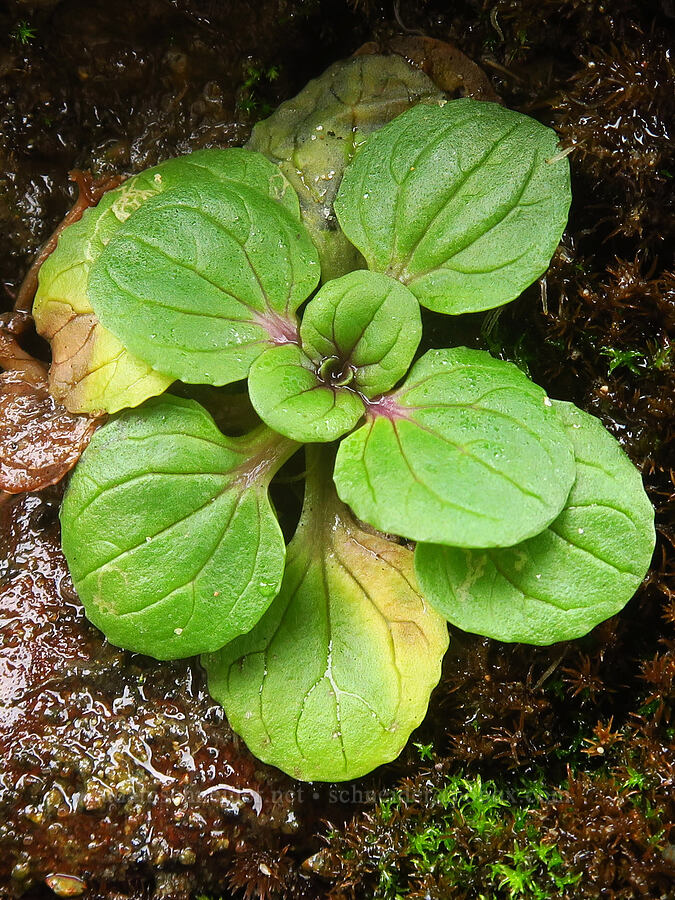 magnificent seep monkeyflower leaves (Erythranthe grandis (Mimulus grandis)) [Cape Perpetua Scenic Area, Siuslaw National Forest, Lincoln County, Oregon]