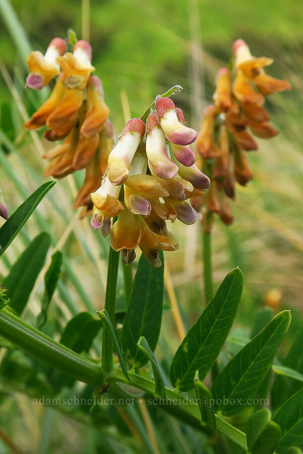 giant vetch (Vicia gigantea (Vicia nigricans ssp. gigantea)) [Taft Beach, Lincoln City, Lincoln County, Oregon]