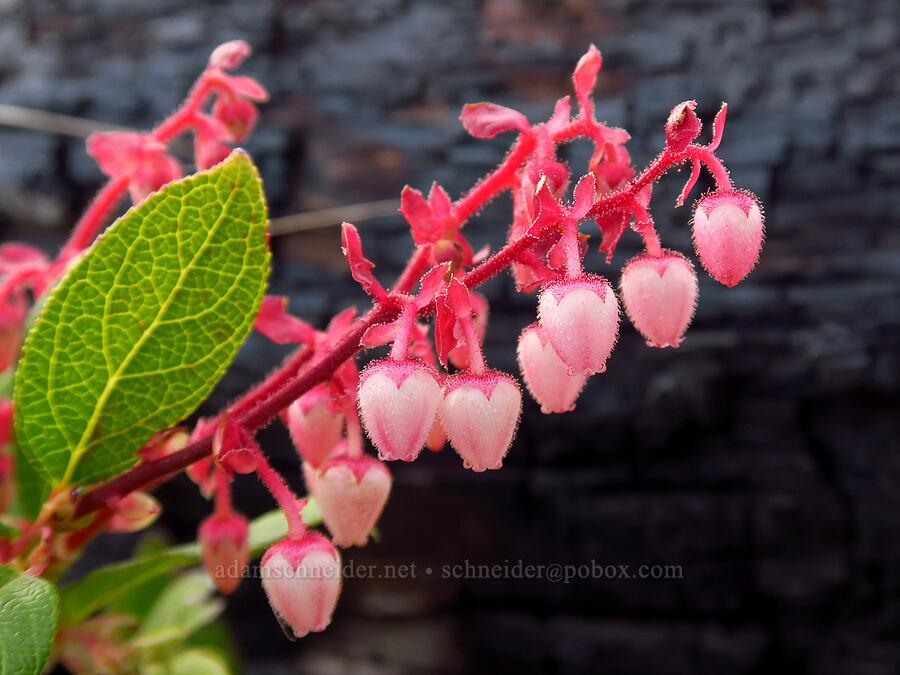 salal flowers (Gaultheria shallon) [Taft Beach, Lincoln City, Lincoln County, Oregon]