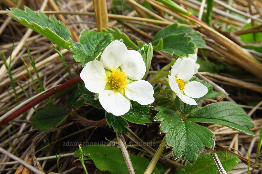 beach strawberry flowers (Fragaria chiloensis) [Taft Beach, Lincoln City, Lincoln County, Oregon]