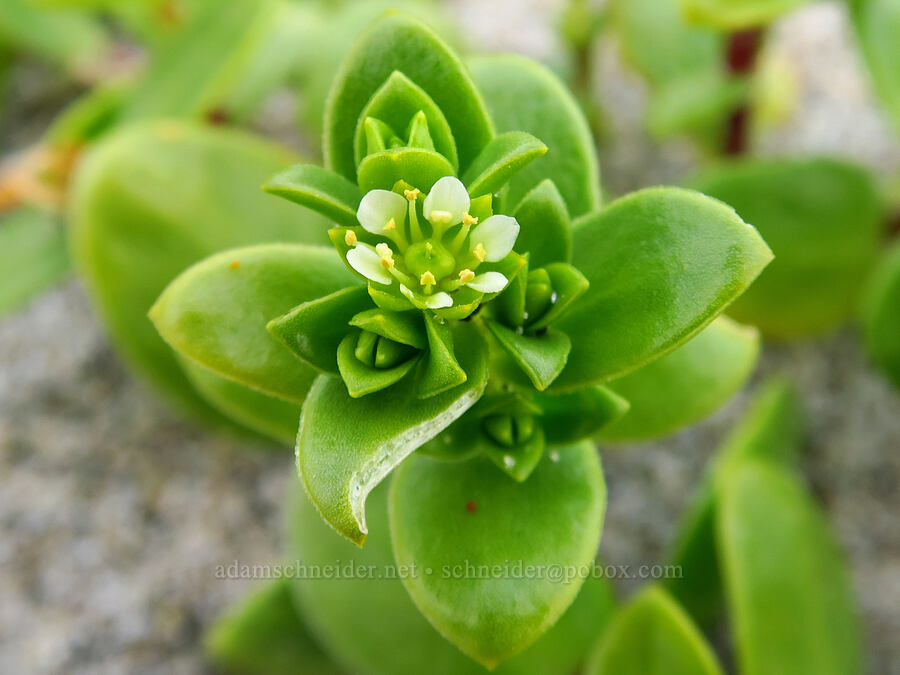 seaside sand-plant (sea-beach sandwort) (Honckenya peploides (Arenaria peploides)) [Taft Beach, Lincoln City, Lincoln County, Oregon]