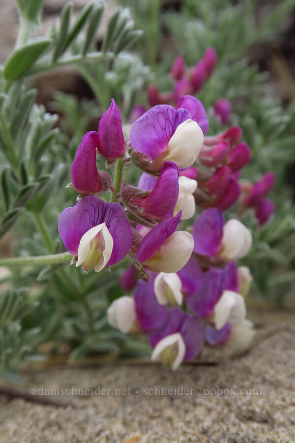 silky beach pea (Lathyrus littoralis) [Taft Beach, Lincoln City, Lincoln County, Oregon]