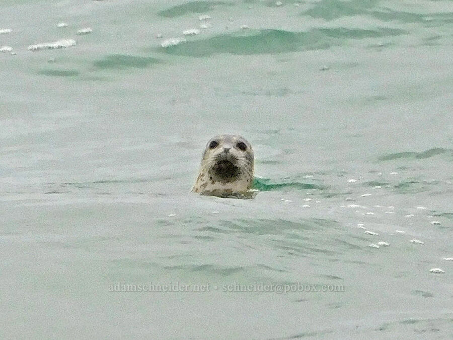 harbor seal (Phoca vitulina) [Taft, Lincoln City, Lincoln County, Oregon]