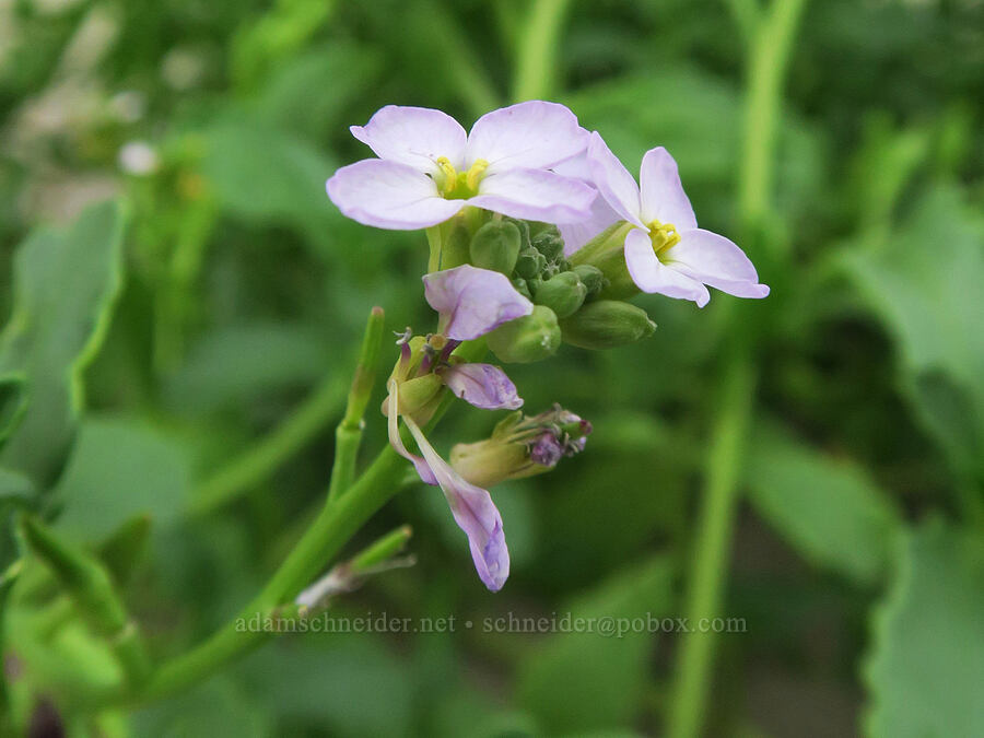 American sea-rocket (Cakile edentula) [Taft Beach Access, Lincoln City, Lincoln County, Oregon]