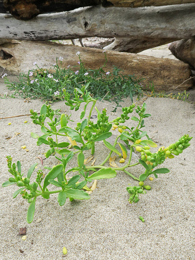 American & European sea-rocket (Cakile edentula, Cakile maritima) [Taft Beach Access, Lincoln City, Lincoln County, Oregon]