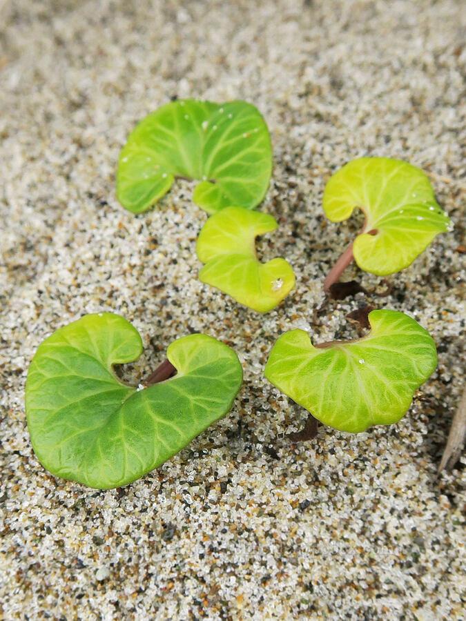 beach morning-glory leaves (Calystegia soldanella (Convolvulus soldanella)) [Taft, Lincoln City, Lincoln County, Oregon]