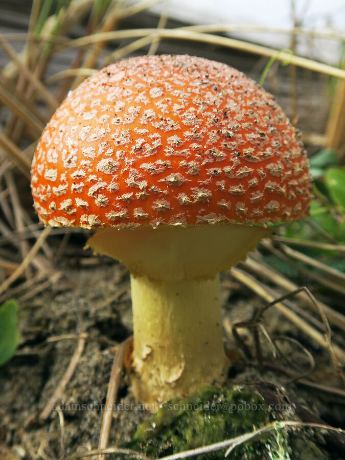 fly agaric mushroom (Amanita muscaria) [Taft Beach Access, Lincoln City, Lincoln County, Oregon]