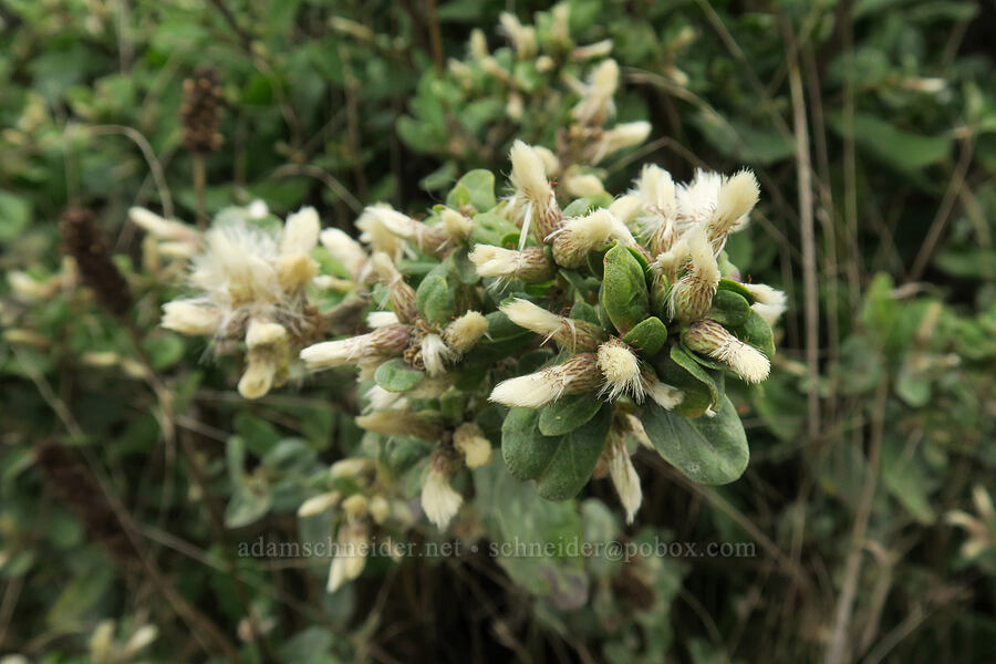 coyote bush (Baccharis pilularis) [Taft Beach Access, Lincoln City, Lincoln County, Oregon]